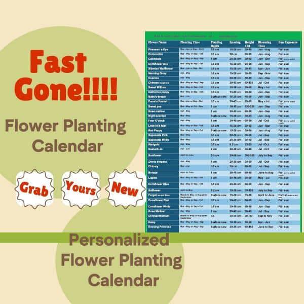 Pollinator-friendly flower calendar – sowing guide for bee-attracting blooms