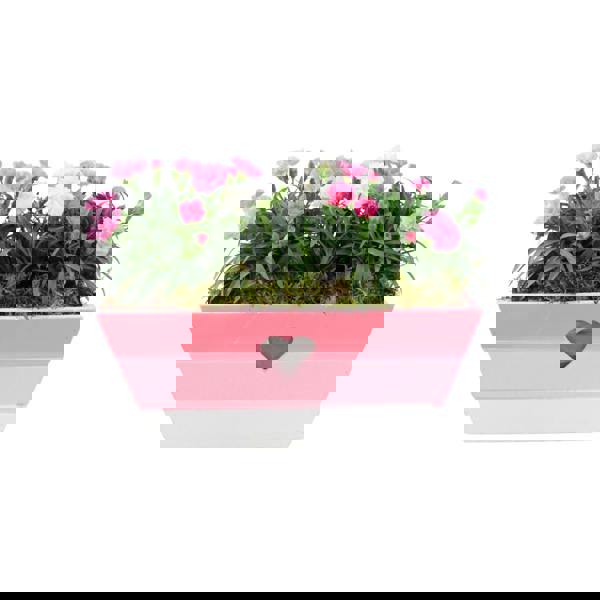 Large Pink Heart Wooden Trough – Planted with Seasonal Dianthus Plants By Post