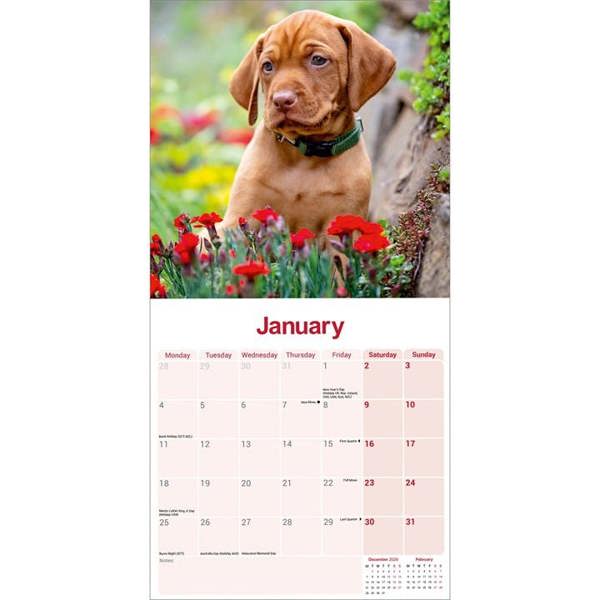 Vizsla Calendar 2027, Wall Calendars, Month To View, Dogs, Gift