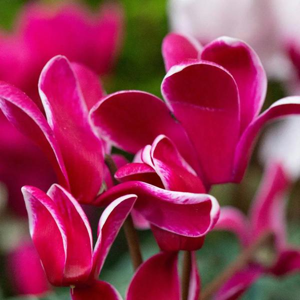 Large Cyclamen Bicolour Flame 1Ltr Pot Pack of 3 & 6 Flowering Plants Plants By Post
