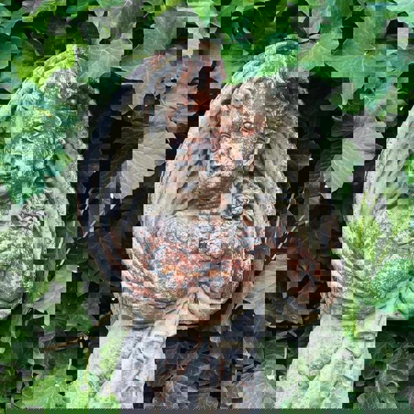 Special Limited Coloured Edition Large Cherub Statue 'Winter'