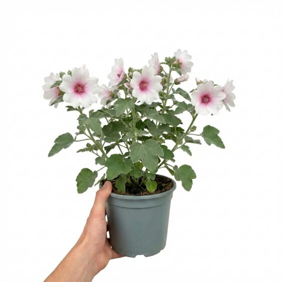 Lavatera Barnsley Baby 2L Pot – Hardy Flowering Shrub with Soft Pink Blooms