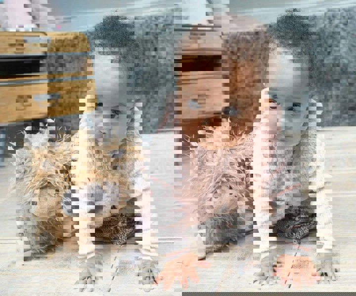 Baby girl crawling alongside Hubert Highland Cow Pull Along Hug Toy