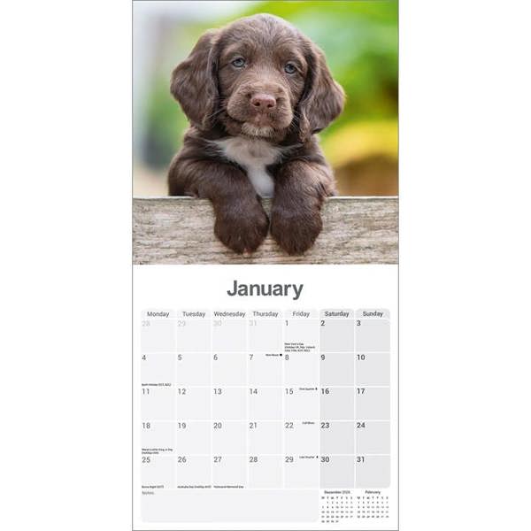 Sprocker Spaniel Calendar 2027, Wall Calendars, Month To View, Dogs, Gift