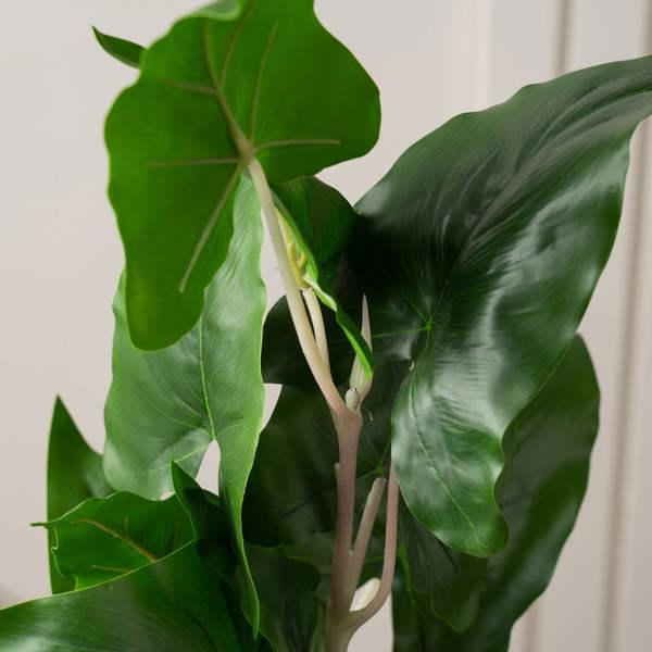 Scottish Everlastings 48Cm Typhonium Plant