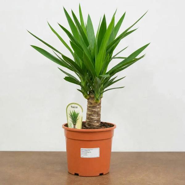 Yucca 19cm Pot – Easy Care Large Indoor Houseplant