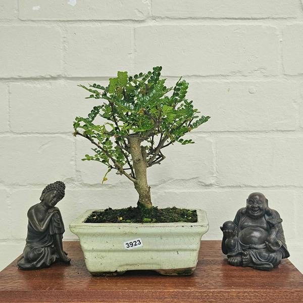 Yorkshire Bonsai Chinese Pepper (Zanthoxylum Pipertum) Bonsai Tree | Broom | In 20cm Pot