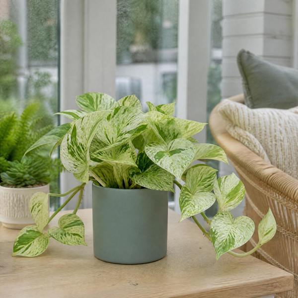 Epipremnum Marble Queen Pothos 12cm Pot Plants By Post