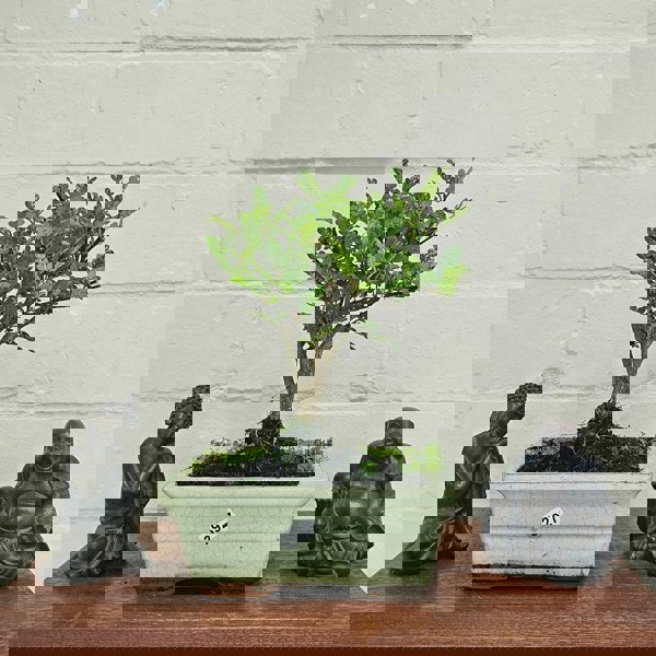 Yorkshire Bonsai Chinese Pepper (Zanthoxylum Pipertum) Bonsai Tree | Broom | In 15cm Pot