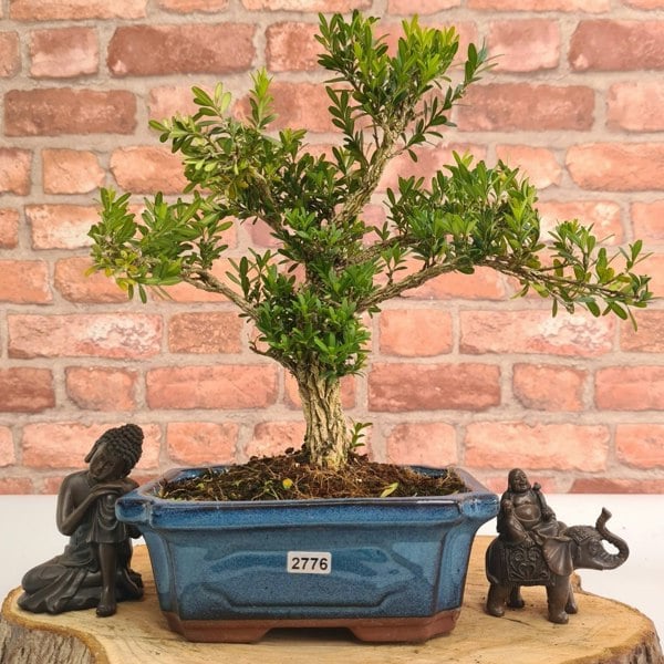 Boxwood (Buxus Harlandii) Bonsai Tree | Shaped | In 20cm Pot - Yorkshire Bonsai