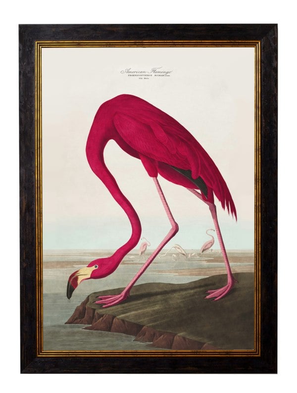 Exceptional Art c.1838 Audubon's Birds of America