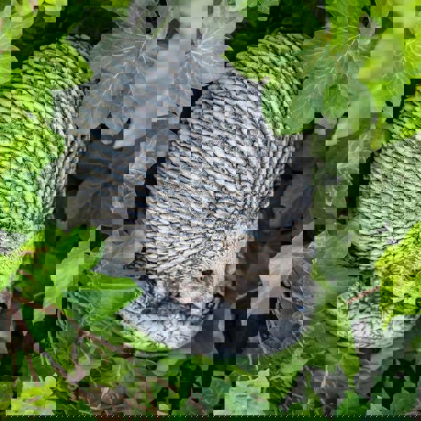 Adorable Spike Hedgehog garden ornament