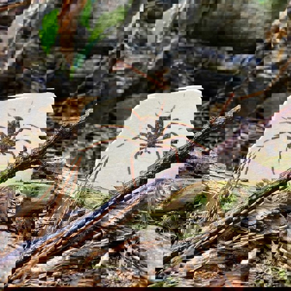 tickit Wooden Forest Animal Blocks