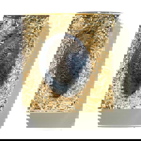 CHOC ON CHOC Chocolate Ostrich Egg