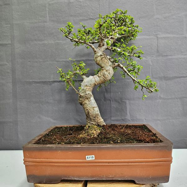 Yorkshire Bonsai Large Chinese Elm (Ulmus Parvifolia) Bonsai Tree | Shaped | In 40cm Pot - 5119