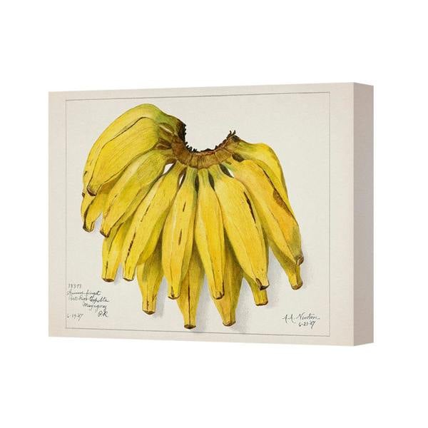 Benjamin Tate Design Banana Bunch Canvas Art Print Yellow Fruit Wall Decor