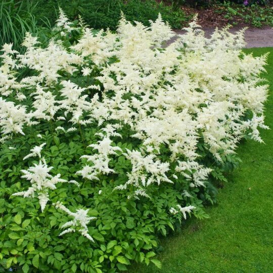 Astilbe Ton Glorie White False Spirea Perennial Plant 2L Pot