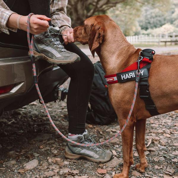 EzyDog Summit Dog Lead in Purple