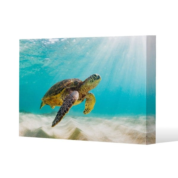 Benjamin Tate Design photo of Sea turtle in the Galapagos island Slim Style Canvas Print  30x40cm , 15mm Slim Real wood.