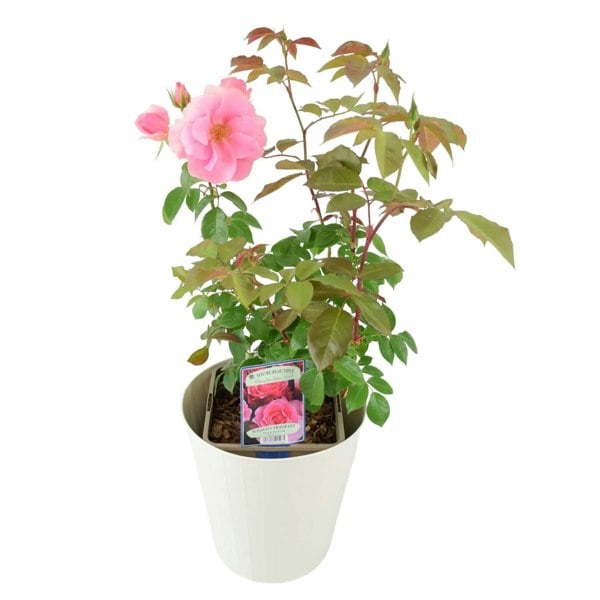 Rose You're Beautiful Bush 5.5L Plants By Post