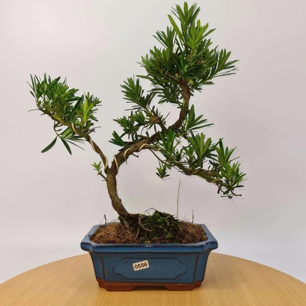 Buddhist Pine (Podocarpus Micro) Bonsai Tree | Shaped Style | Height 35-45cm | In 20cm Pot