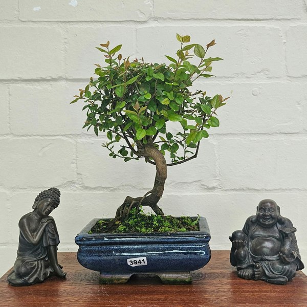 Yorkshire Bonsai Bird Plum (Sageretia) Bonsai Tree | Broom | In 15cm Pot