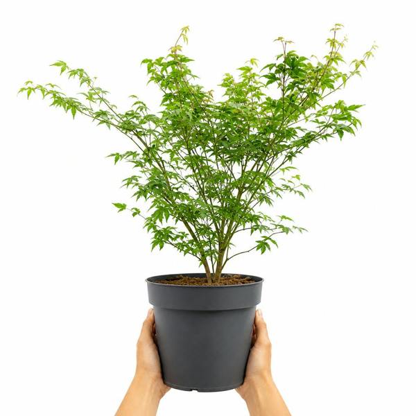 3L Acer Green Leaf in Pot Outdoor Tree for Patio & Garden