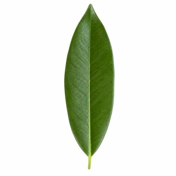 Ficus Binnendijks Narrow Leaf Fig 21cm Pot – Large Indoor Houseplant