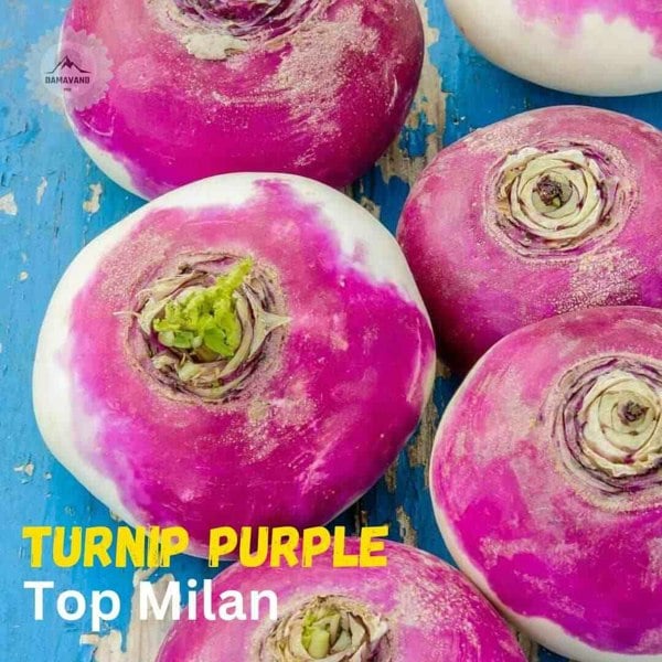 Turnip Purple Top Milan Seeds