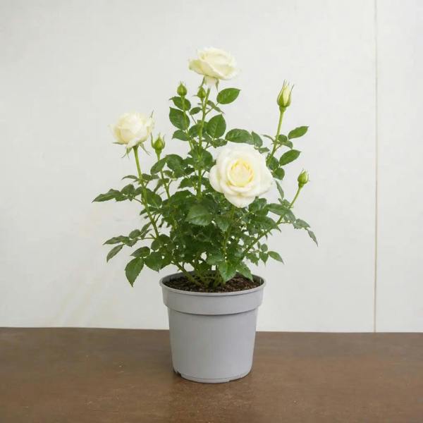 3L Silver Anniversary Cream Rose Bush - Beautiful Flowering Plant Gift - Nursery Pot