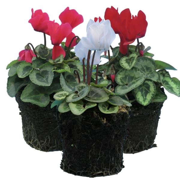 Cyclamen Silver Leaf Growers Selection 10.5cm Pot Pack of 3 & 6 Flowering Outdoor Plants