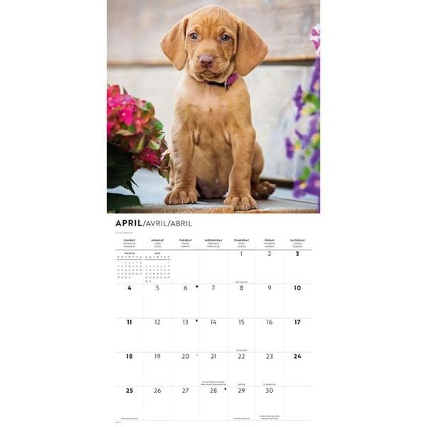 Vizslas Calendar 2027, Wall Calendars, Month To View, Dogs, Gift