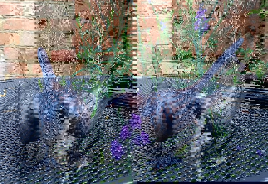 Inspirational Gifting Pair of Birds Garden Sculpture Ornaments