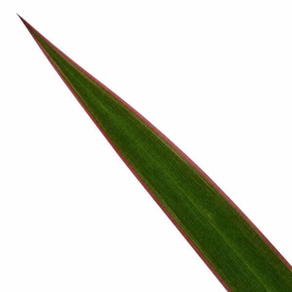 Dracaena Marginata 3 Stem Dragon Tree 19cm Pot – Easy Care Large Indoor Houseplant