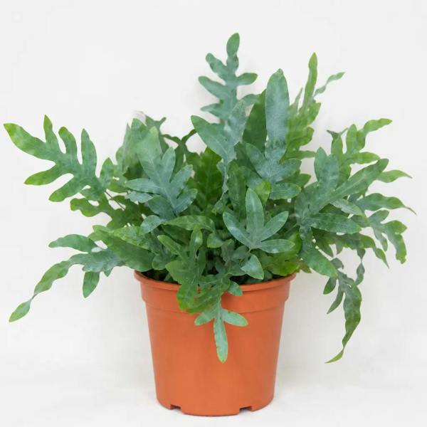 Phlebodium Blue Fern Blue Star Fern 17cm Pot – Easy Care Pet Friendly Indoor Houseplant