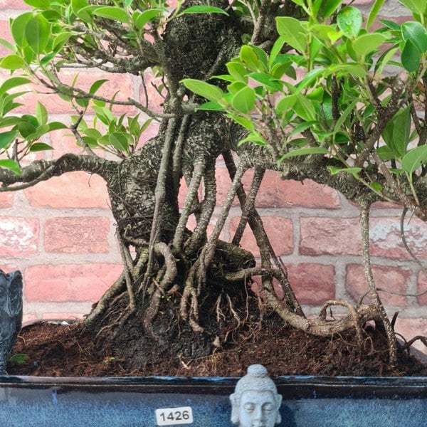 Ficus Microcarpa (Banyan Fig) Large Indoor Bonsai Tree | Shaped | In 35cm Pot - Yorkshire Bonsai