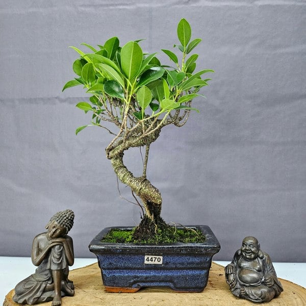 Yorkshire Bonsai Ficus Microcarpa (Banyan Fig) Indoor Bonsai Tree | Shaped | In 15cm Pot