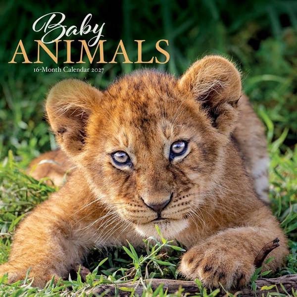 Baby Animals Calendar 2027, Wall Calendars, Month To View, Animals, Gift