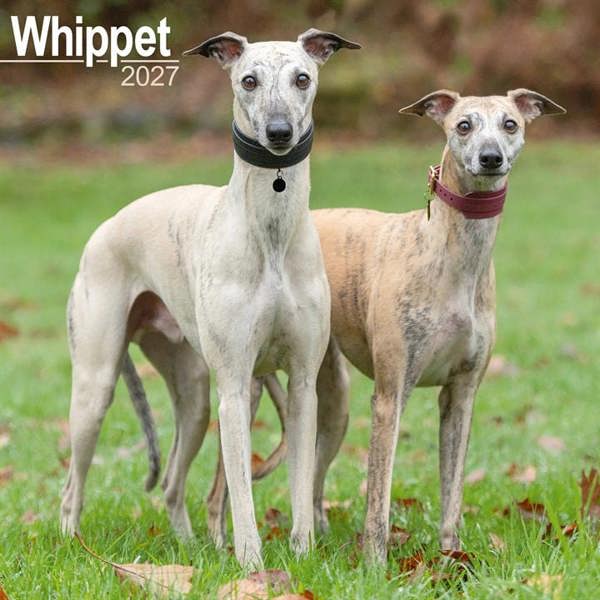 Whippet Calendar 2027, Wall Calendars, Month To View, Dogs, Gift