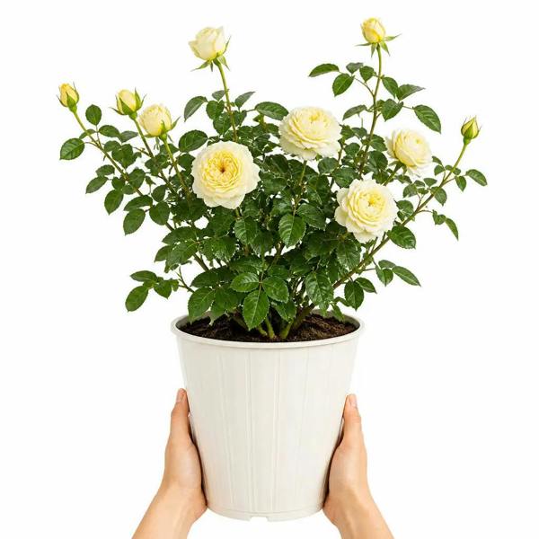 3L Silver Anniversary Cream Rose Bush - Beautiful Flowering Plant Gift - Metal Vertical Line Cream