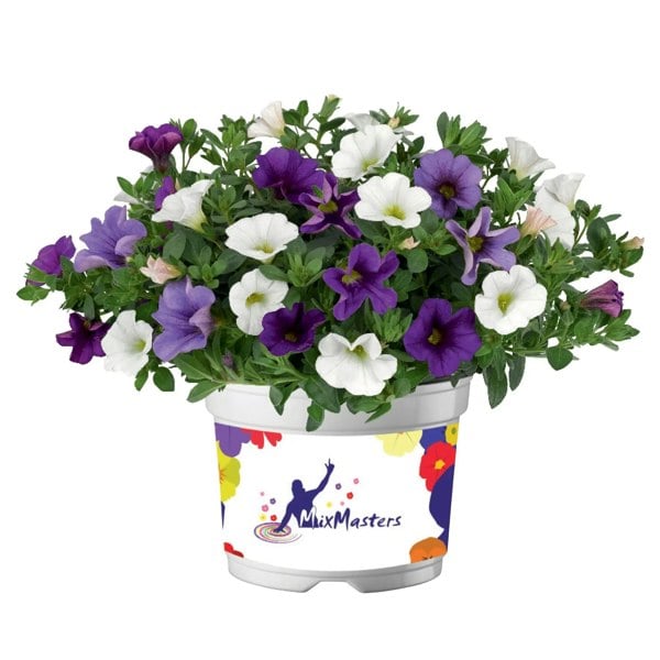 MixMasters Calibrachoa Cabaret Voltaire 1L Pot x 2 plants by post