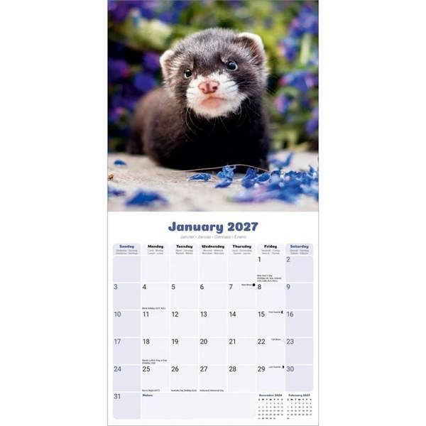 Ferrets Calendar 2027, Wall Calendars, Month To View, Animals, Gift