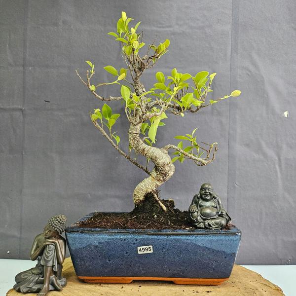 Yorkshire Bonsai Ficus Microcarpa (Banyan Fig) Indoor Bonsai Tree | Shaped | In 25cm Pot