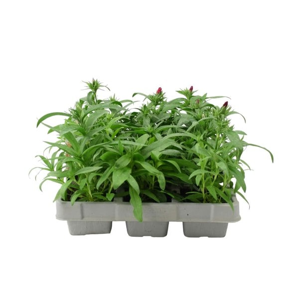 Dianthus Hardy Mixed 6 pack x 2 (12 Plants) Plants By Post