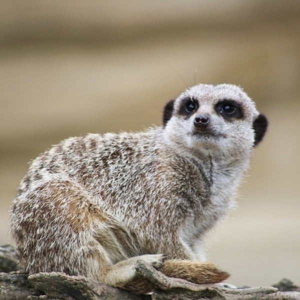 Virgin Experience Days Meet And Feed The Meerkats For Two At Millets Falconry Centre