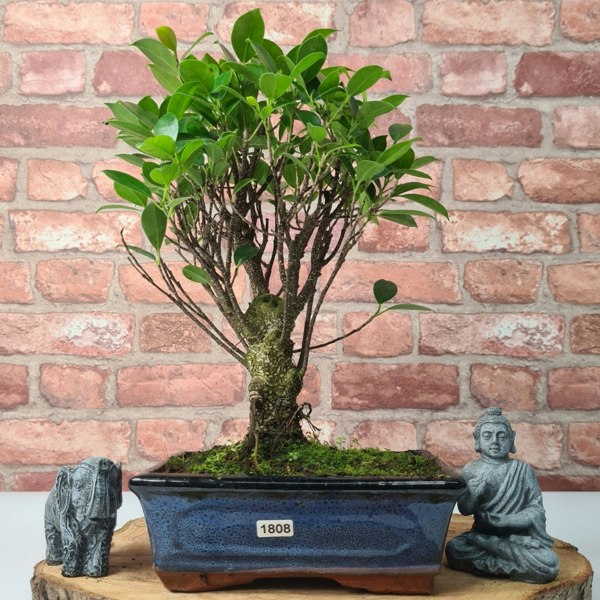 Yorkshire Bonsai Ficus Microcarpa (Banyan Fig) Indoor Bonsai Tree | Broom | In 20cm Pot