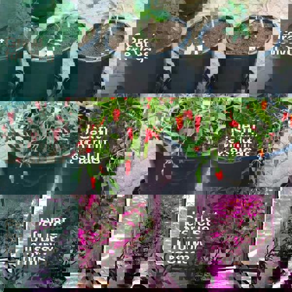 Flowers, Fruit or Veg Pots