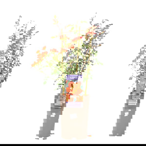Warm Welcome Rose – 5.5L Pot – Compact Orange Climbing Rose Plants By Post