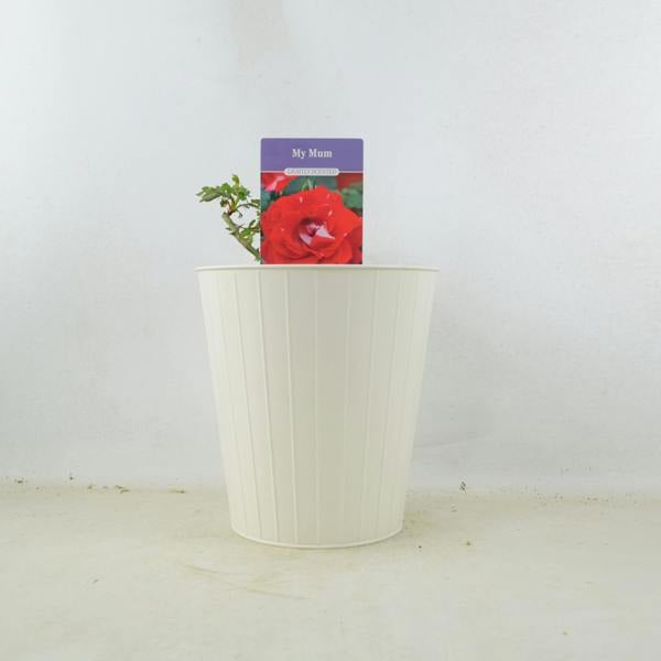 My Mum Rose Bush 5.5L Pot - Repeat Flowering Patio Rose Plants By Post