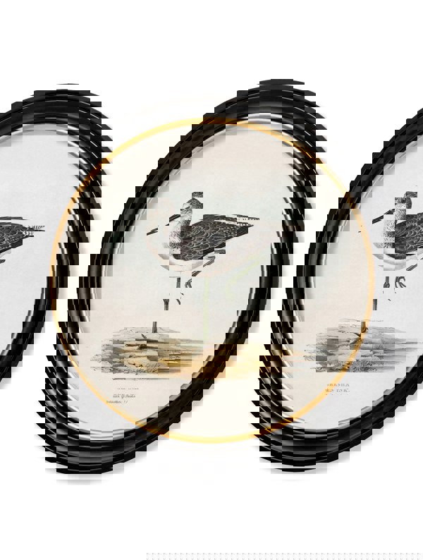 Exceptional Art c.1837's British Coastal Birds - Round